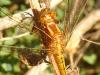 Orthetrum coerulescens
